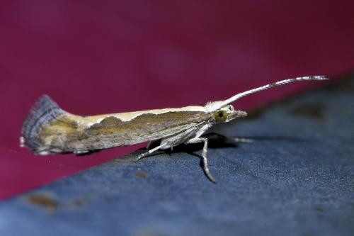 Plutella xylostella